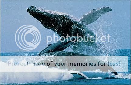 https://msp216.photobucket.com/albums/cc100/07_lil_babe_07/whales.jpg